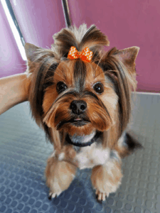 Art Of Grooming