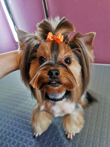 Art Of Grooming