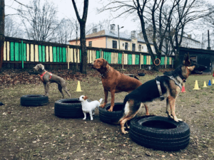 Curious Moose Dog School