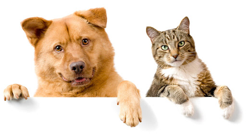 Ziepniekkalna Veterinārā Klīnika Vivavit